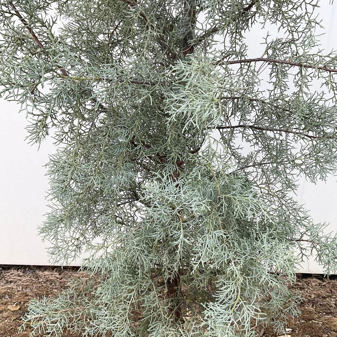 コニファー　ブルーアイス/ 1032