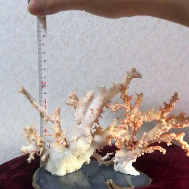 珊瑚原木　置物