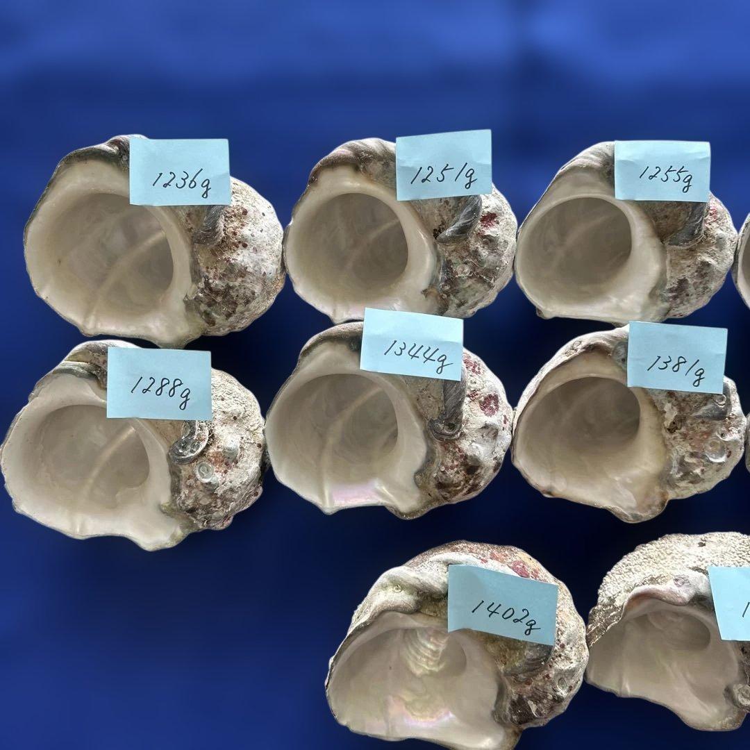 特大夜光貝　ヤコウ貝　まとめ売り　12個 約16 kg アクセサリー　ルアー
