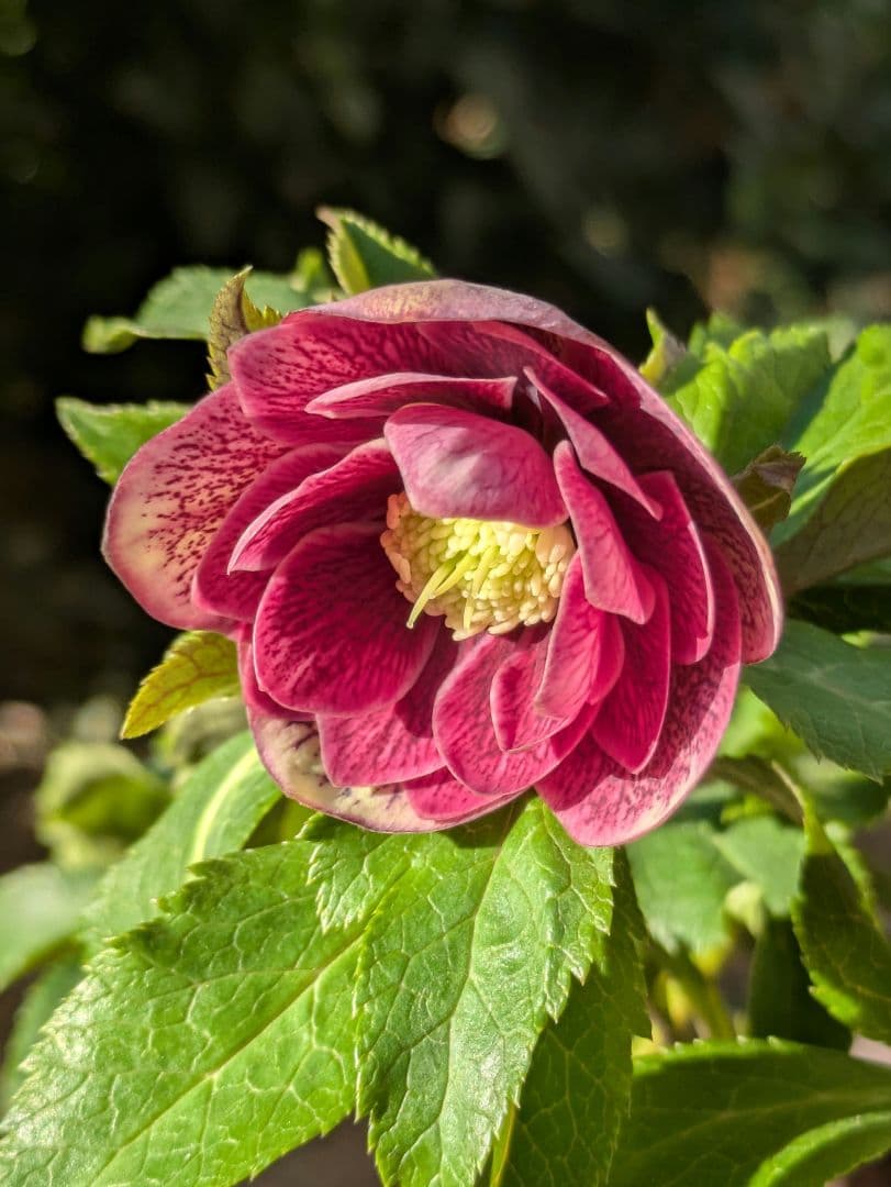 コレクター向け​【広瀬園芸】オーレア系アンティークレッドベインdd