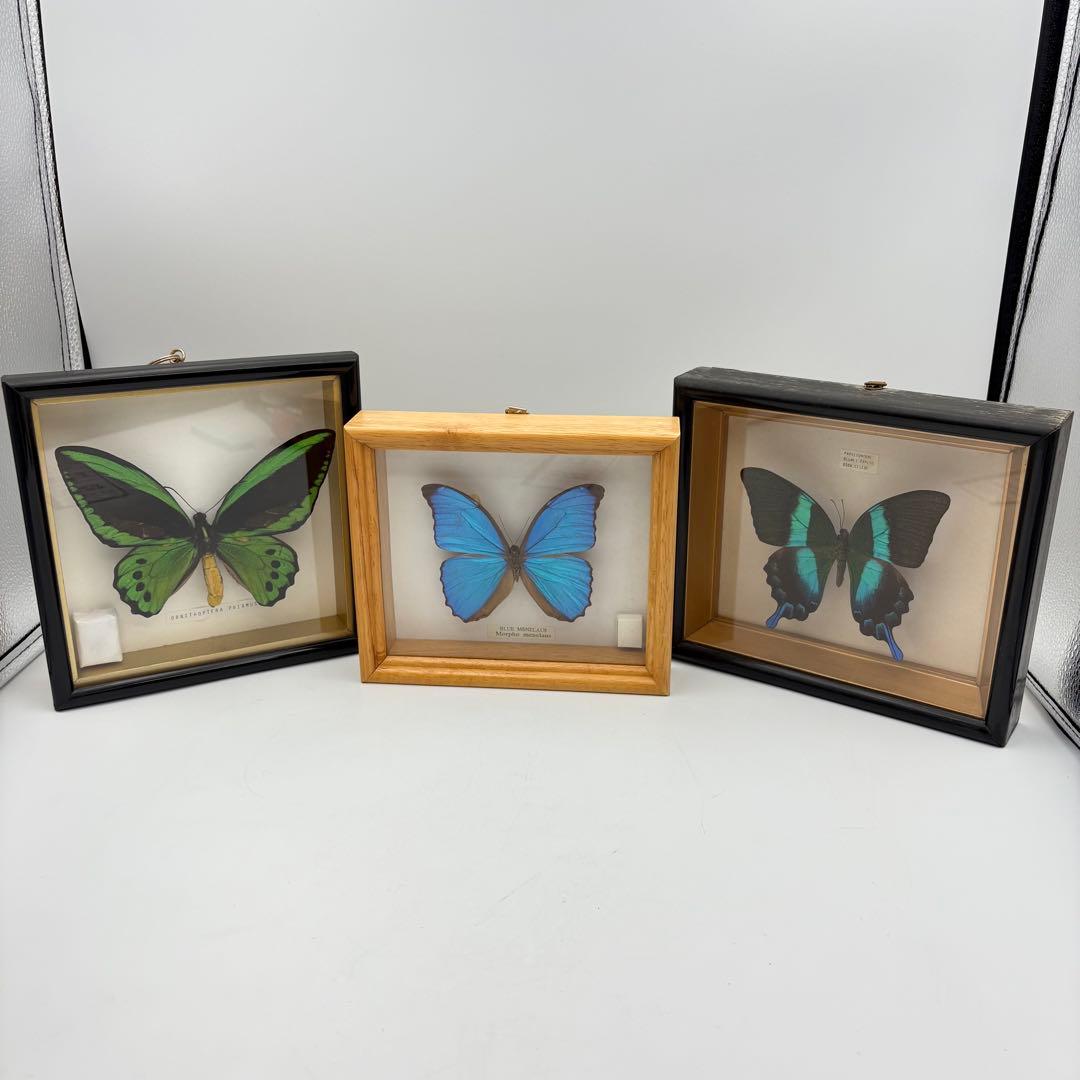 蝶々 標本 まとめ売り アゲハ グリーン ブルー 0613-S6299s