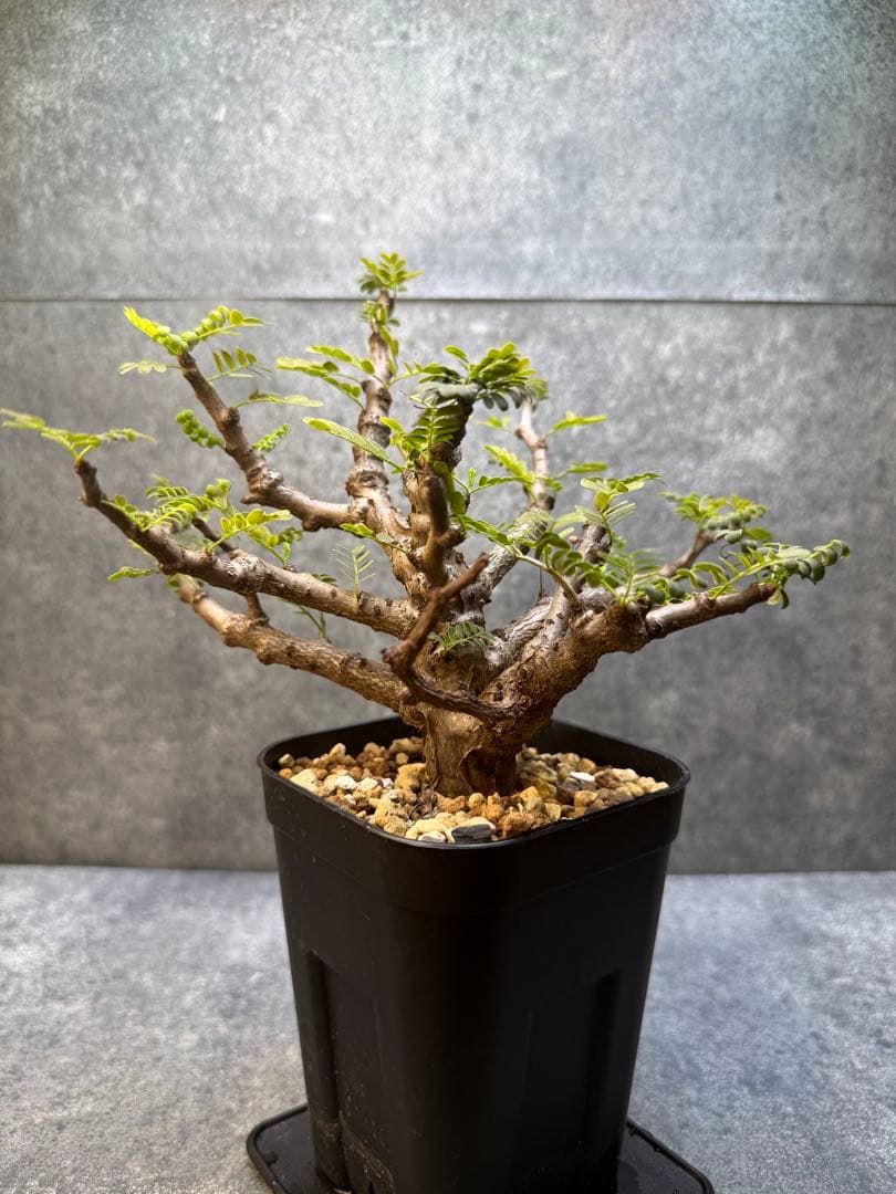 センナ　メリディオナリス　海外実生　発根済み　431