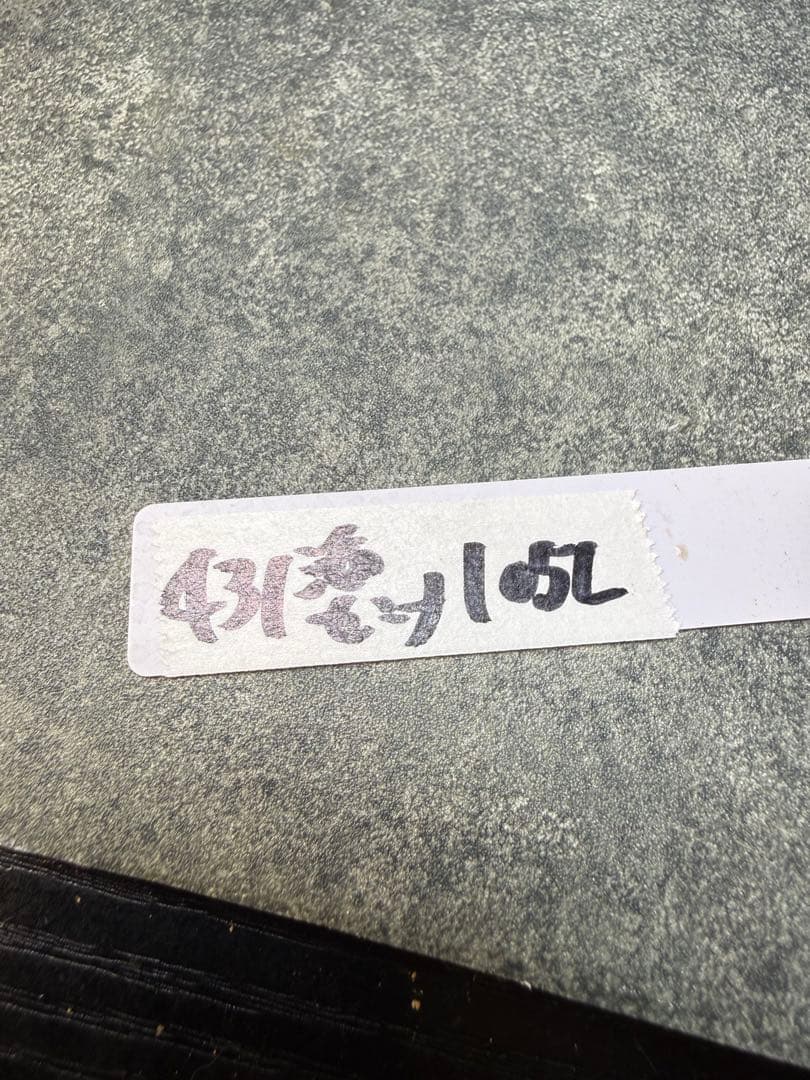 センナ　メリディオナリス　海外実生　発根済み　431