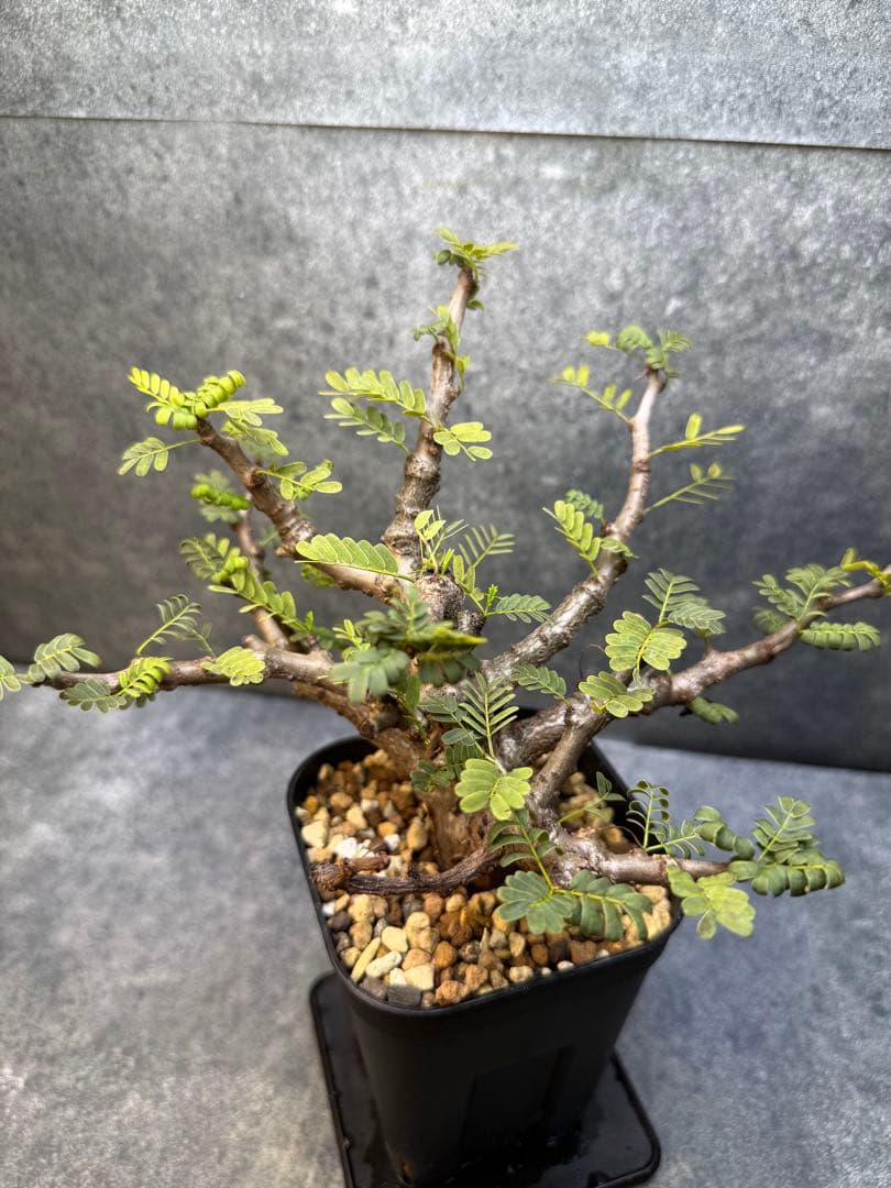 センナ　メリディオナリス　海外実生　発根済み　431