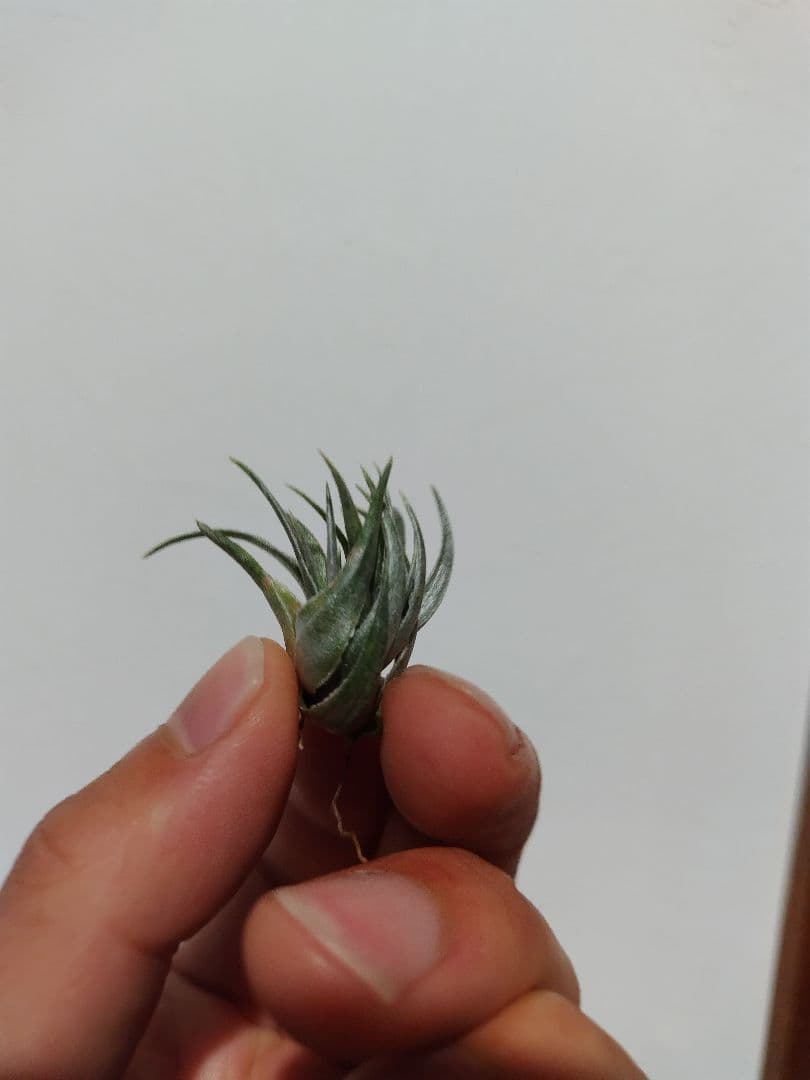 チランジア　カウツキー　エアプランツ