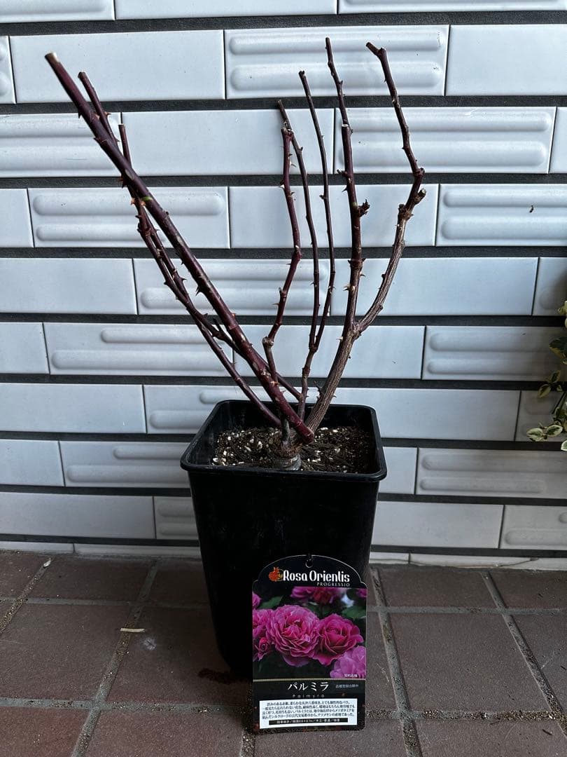 パルミラ　バラ苗　ロサオリエンティス　6号鉢