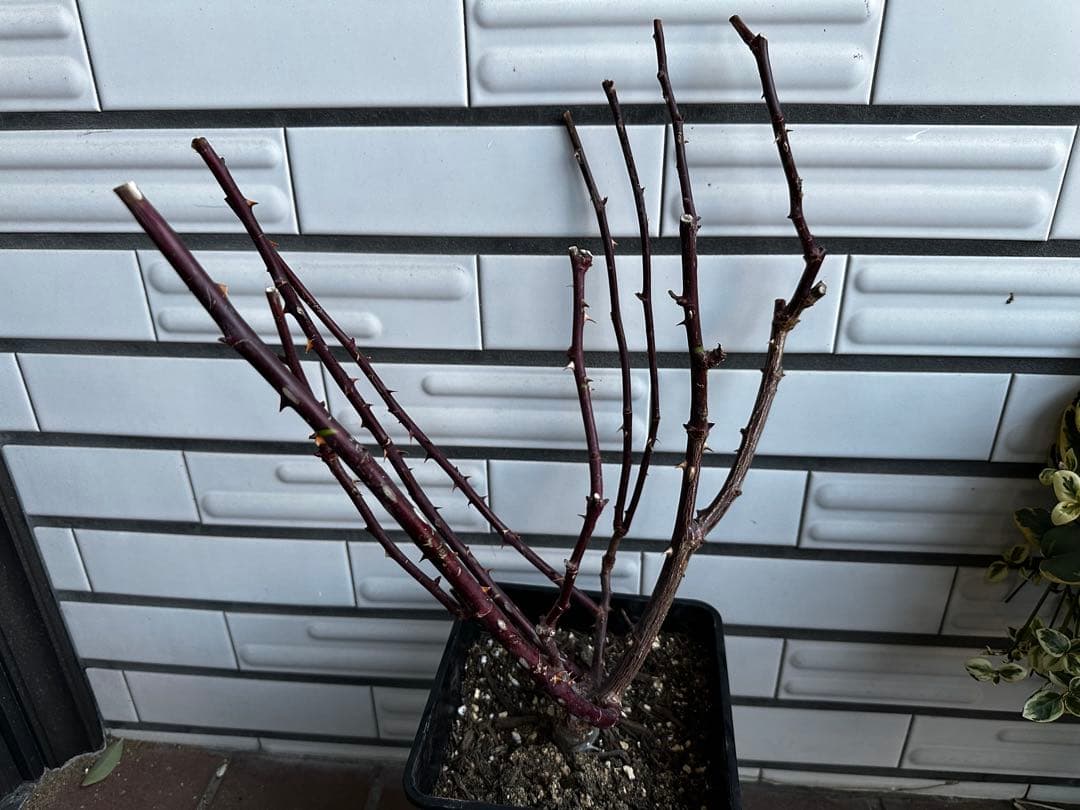 パルミラ　バラ苗　ロサオリエンティス　6号鉢