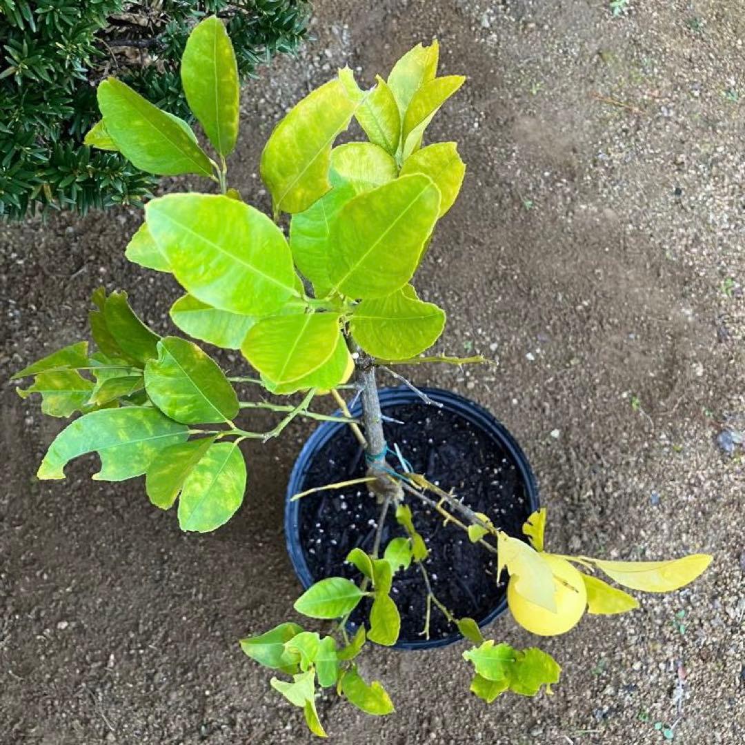 無農薬 レモン✳︎ スイートレモネード ✳︎ レモネードレモン 実 gwtcs7