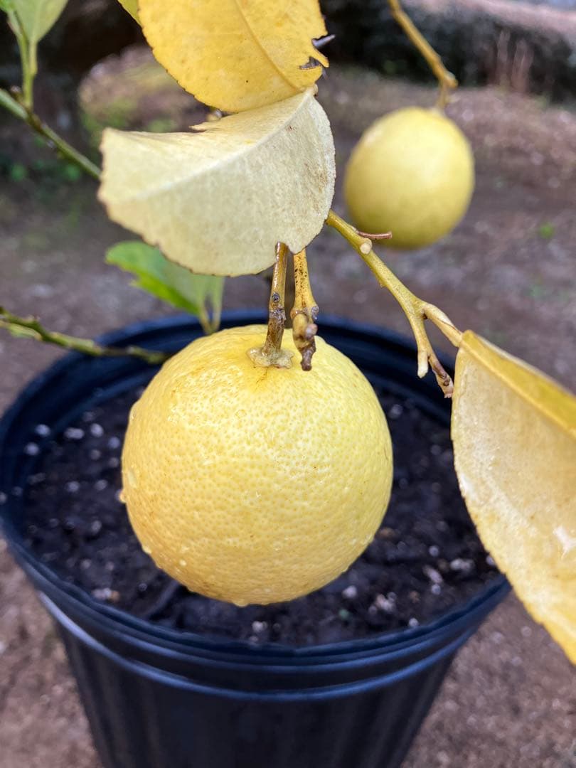 無農薬 レモン✳︎ スイートレモネード ✳︎ レモネードレモン 実 gwtcs7