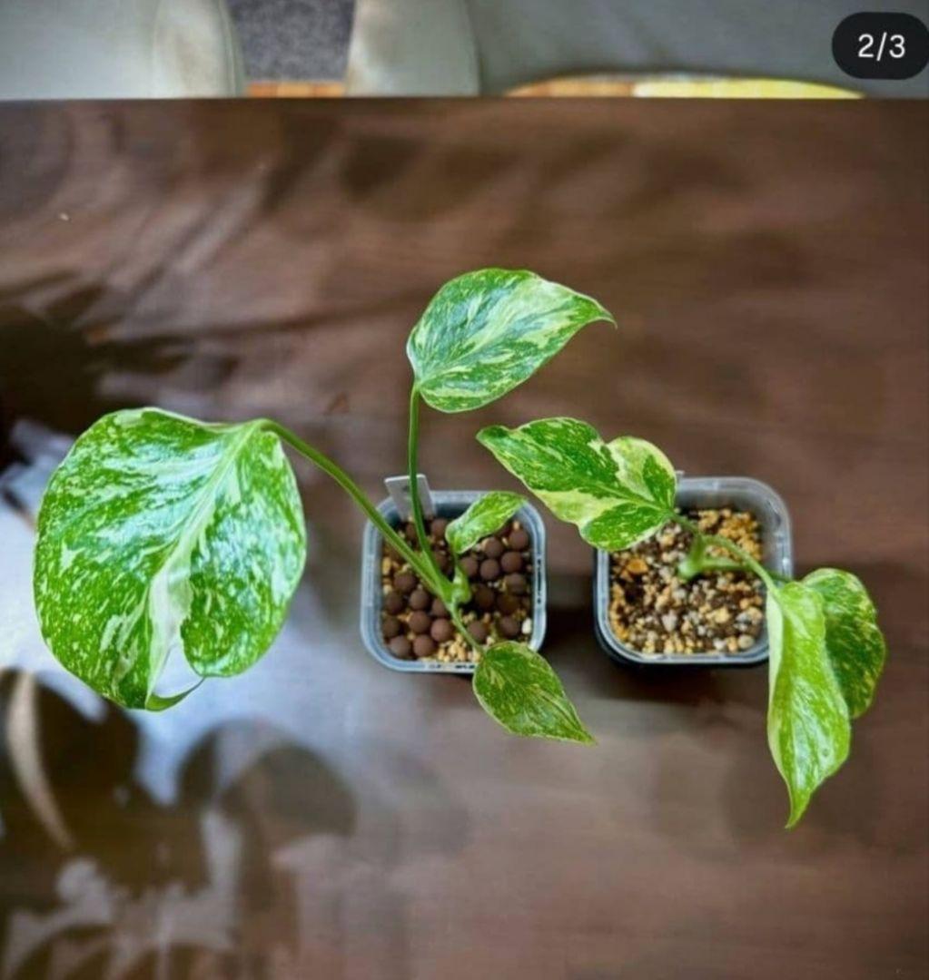 1㎏限定4セットのみ　奇跡の天然鉱石「ぐんぐん玉」観葉植物用です。