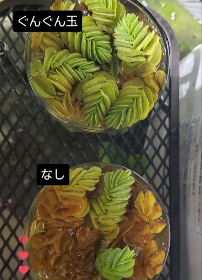 1㎏限定4セットのみ　奇跡の天然鉱石「ぐんぐん玉」観葉植物用です。