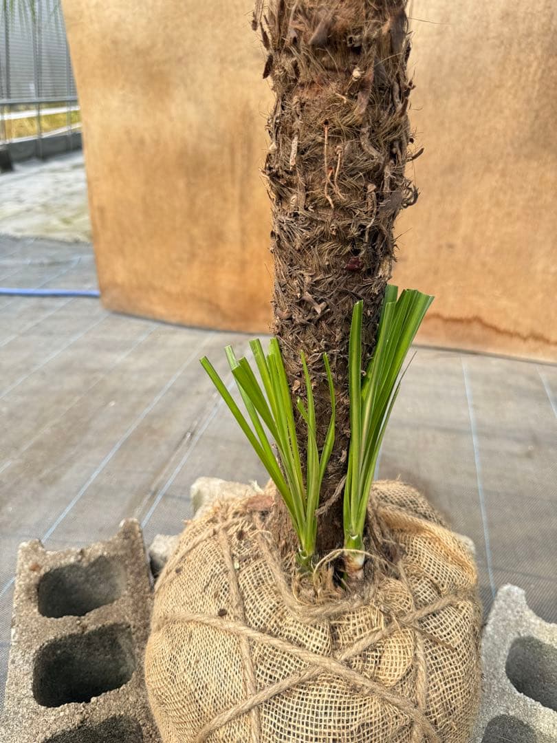 ドラセナ・ニオイシュロラン 1本立 根巻き済み 高さ約2.4m シンボルツリー