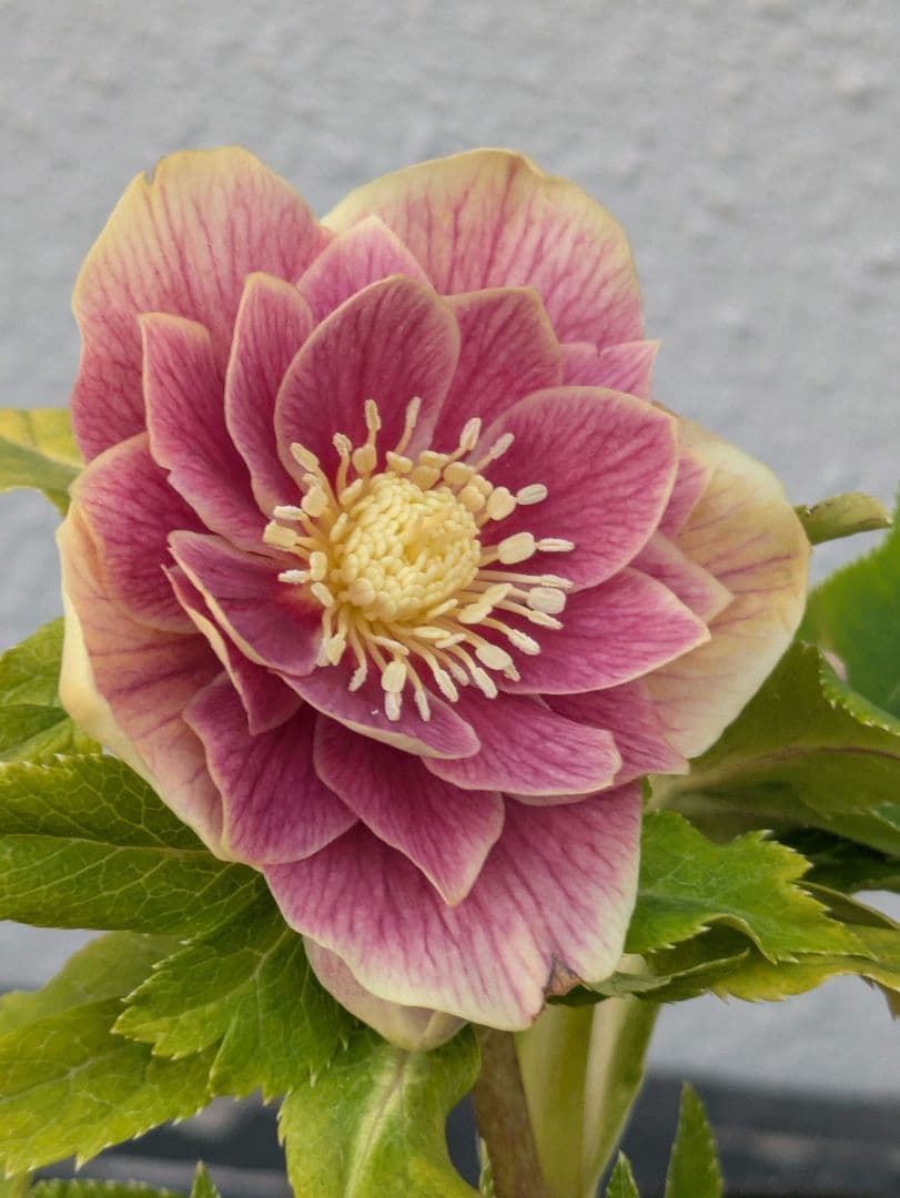 【一点物】広瀬園芸　クリスマスローズ　ソレイユDD