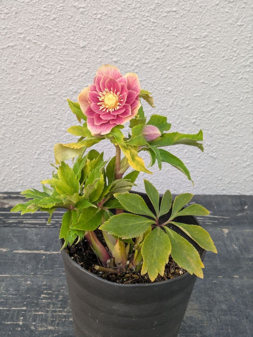 【一点物】広瀬園芸　クリスマスローズ　ソレイユDD