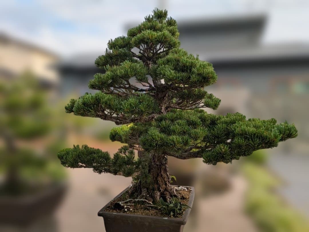 五葉松　大型盆栽