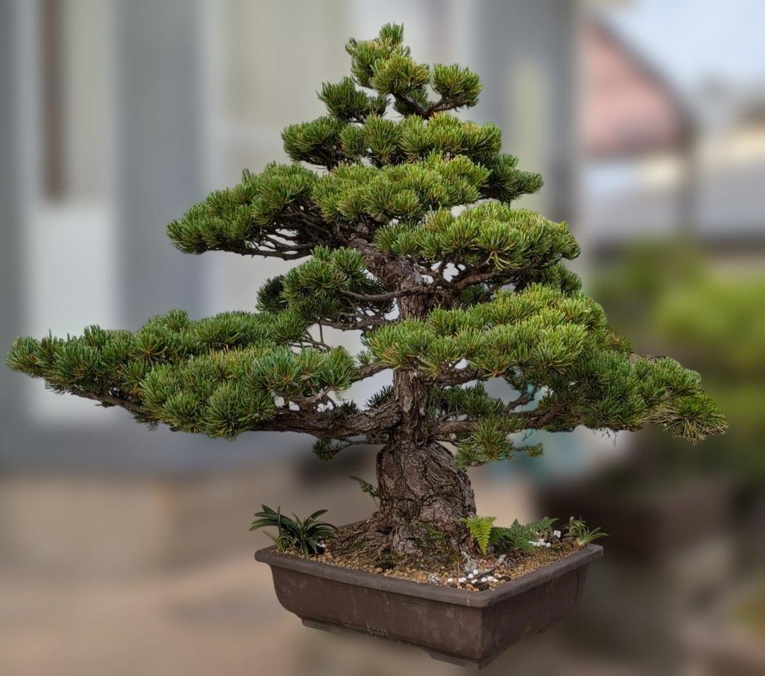 五葉松　大型盆栽