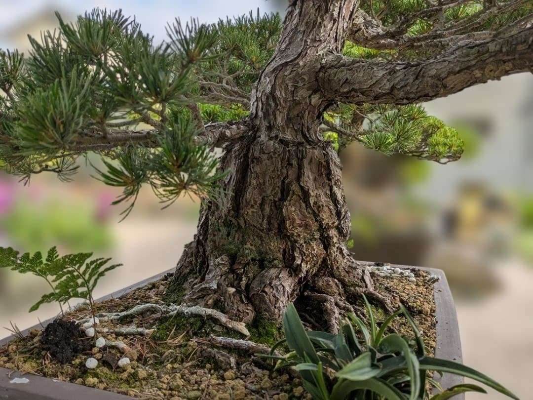 五葉松　大型盆栽