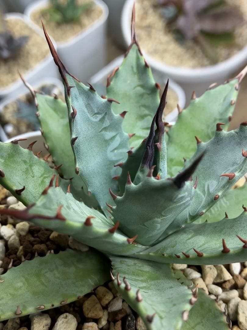 ハイブリッドアガベ 雷帝×妖炎、妖炎×武蔵厳龍