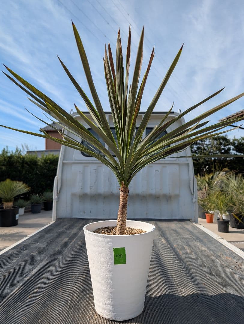 コルジリネ チョコミント《H＝約85㎝・8号》178