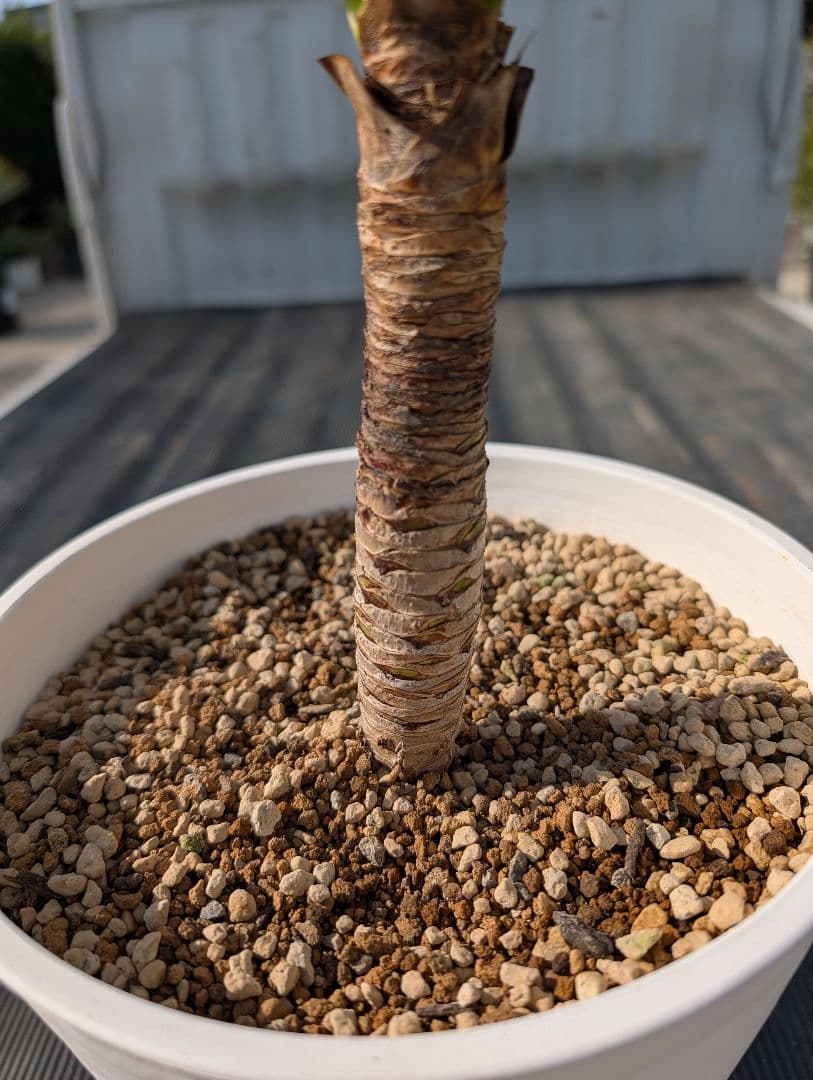 コルジリネ チョコミント《H＝約85㎝・8号》178