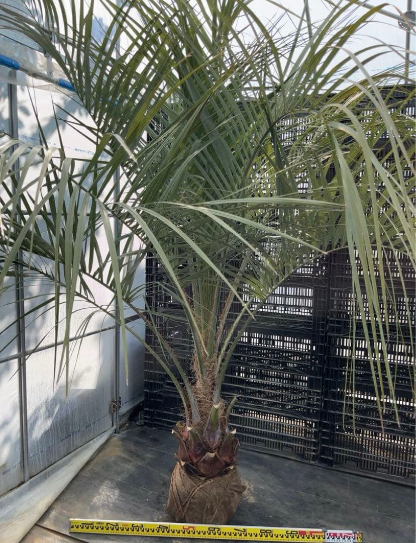 ココスヤシ 幹極太　極上の品　シルバーリーフ　良形