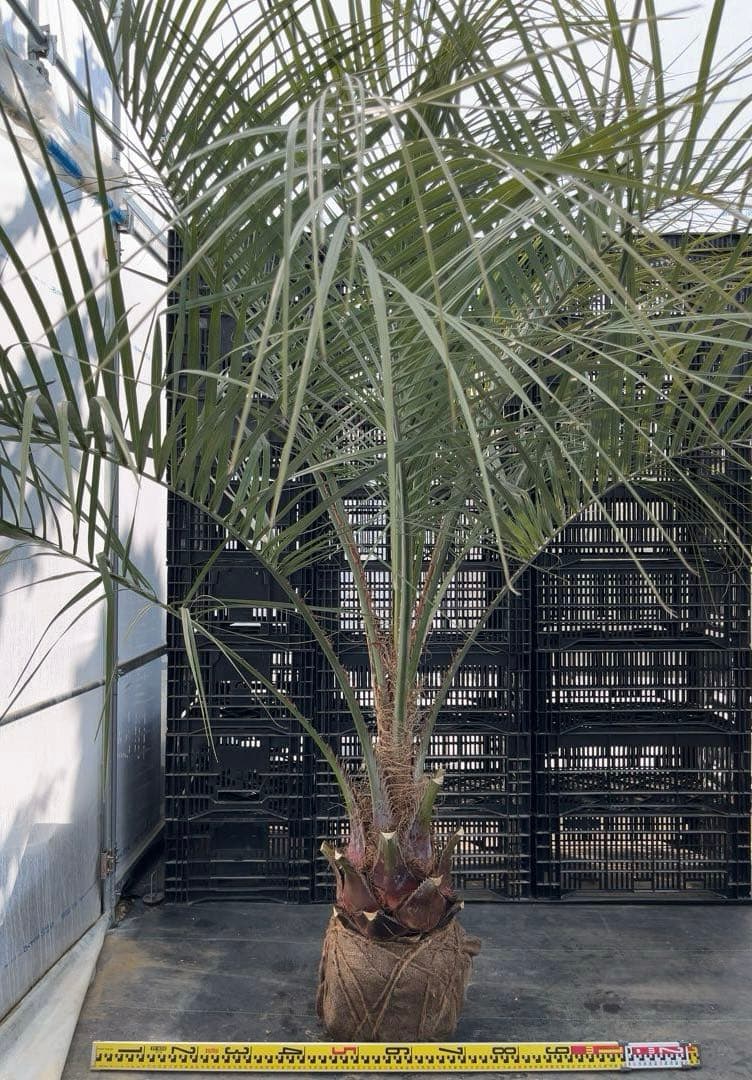 ココスヤシ 幹極太　極上の品　シルバーリーフ　良形