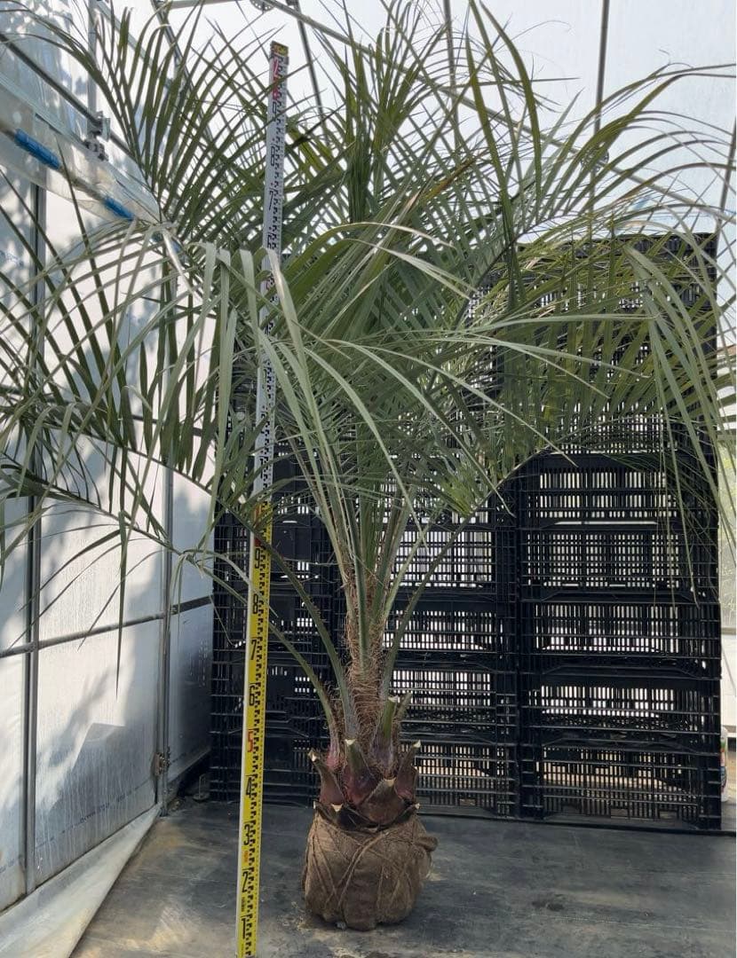 ココスヤシ 幹極太　極上の品　シルバーリーフ　良形