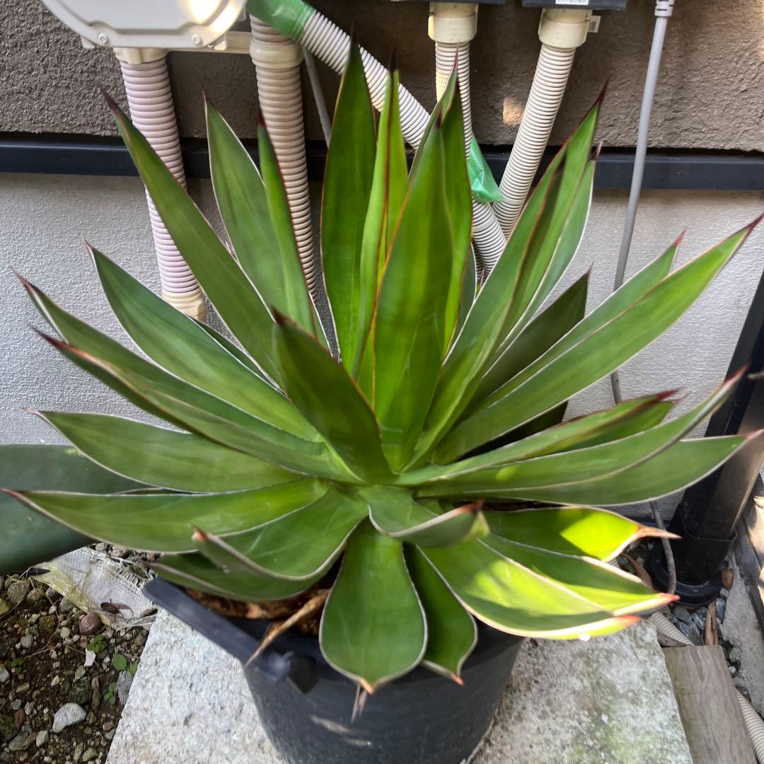 ブルーグロー　ハイブリッド　大株