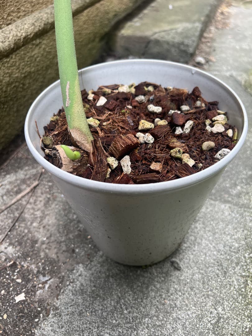 【スケルトン】ミドルカット モンステラ