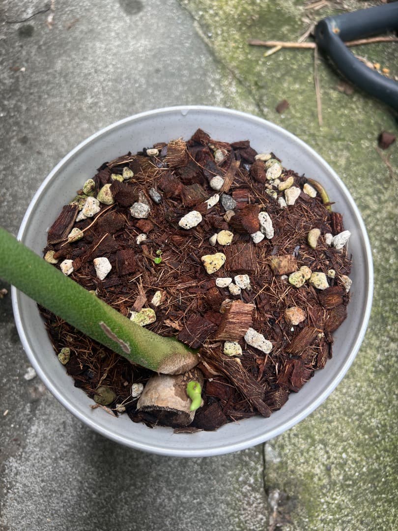 【スケルトン】ミドルカット モンステラ