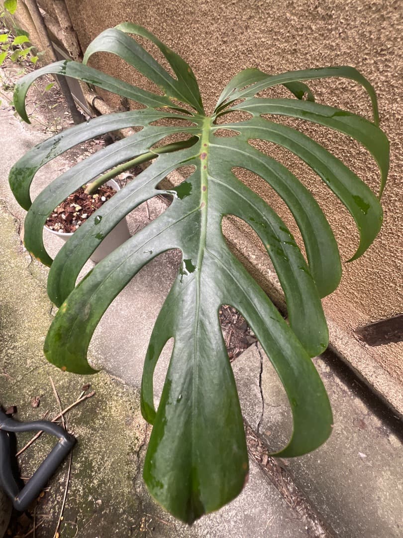 【スケルトン】ミドルカット モンステラ