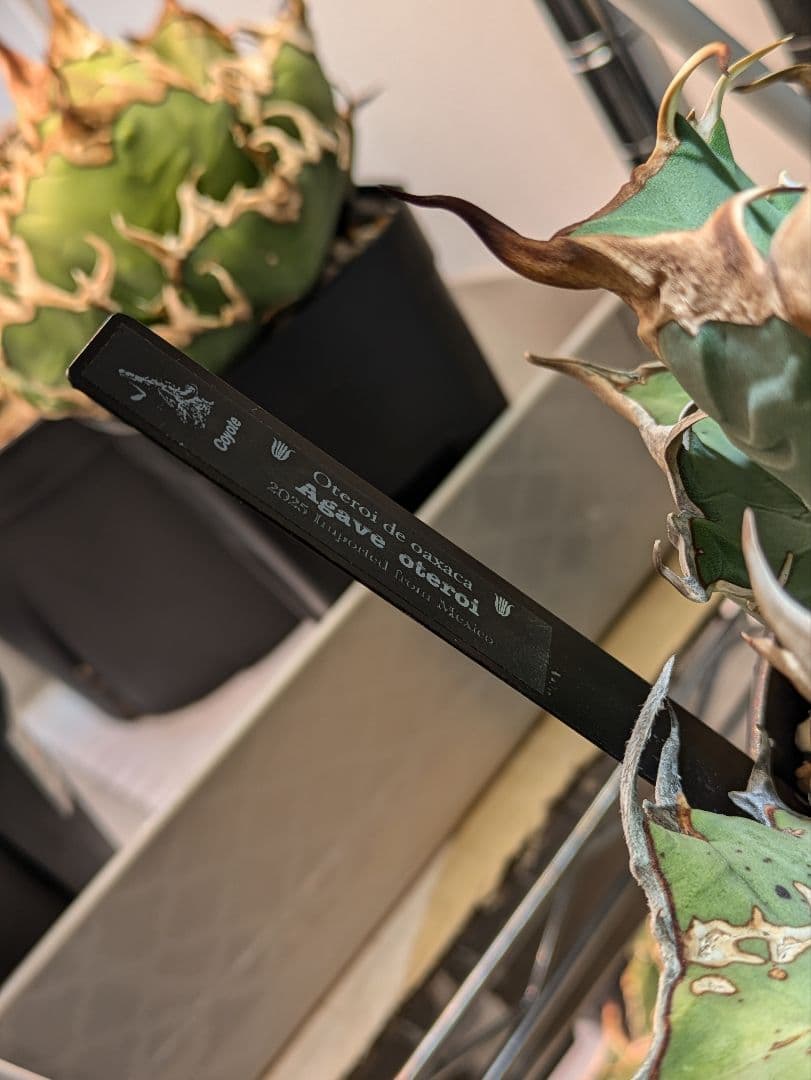 アガベ　オアハカ現地球　Coyote産