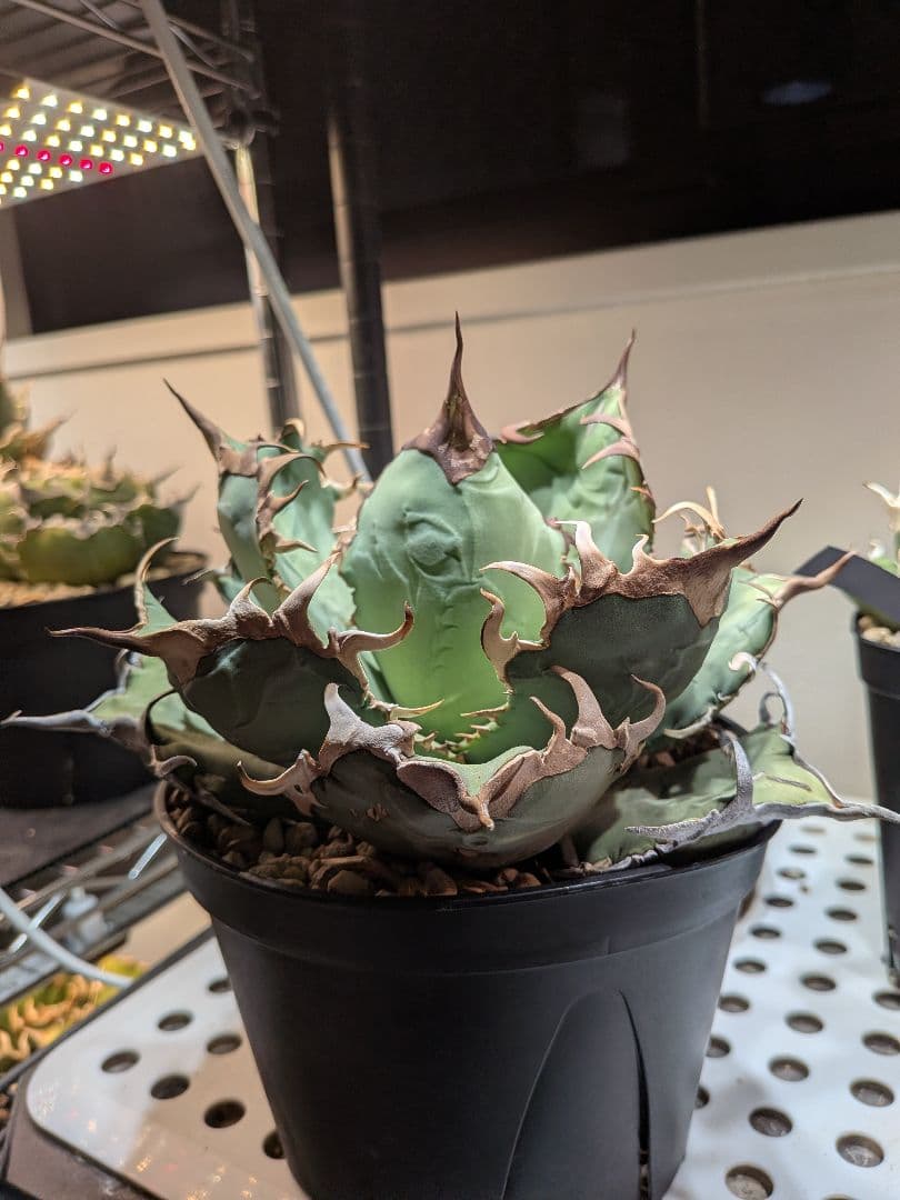 アガベ　オアハカ現地球　Coyote産