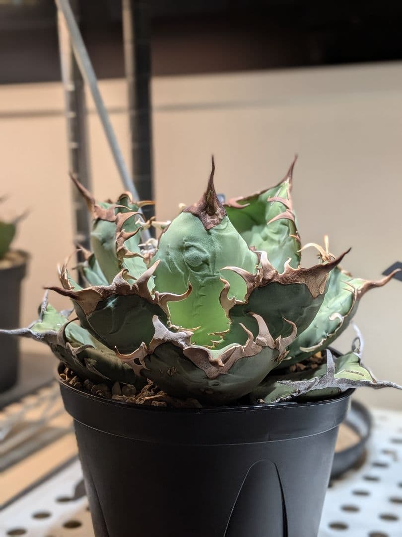 アガベ　オアハカ現地球　Coyote産