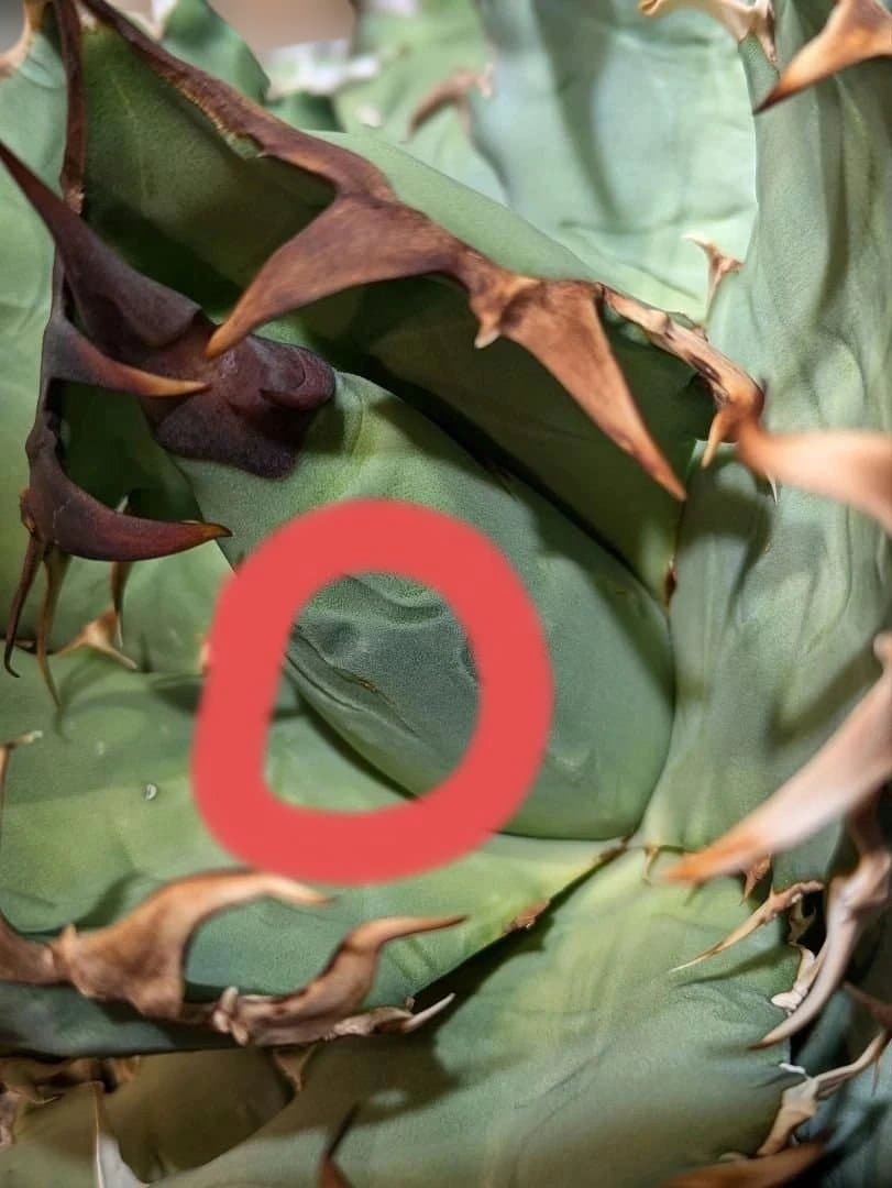 アガベ　オアハカ現地球　Coyote産