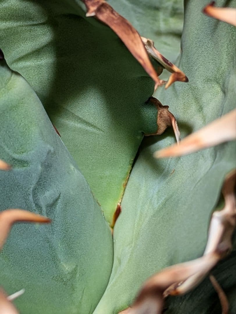 アガベ　オアハカ現地球　Coyote産