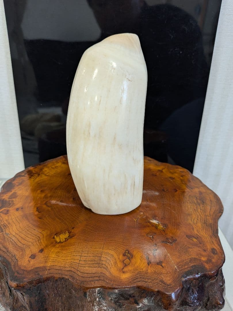 マッコウ鯨歯　本物　磨き済み