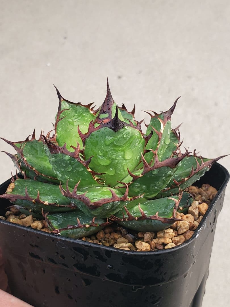 アガベ　エボリ×ホリダ　ハイブリッド　エボリホリダ　エボリスピナ　ホリダ