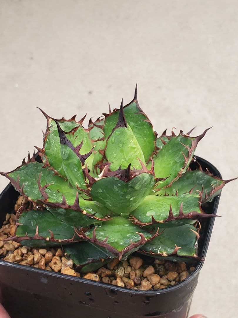 アガベ　エボリ×ホリダ　ハイブリッド　エボリホリダ　エボリスピナ　ホリダ