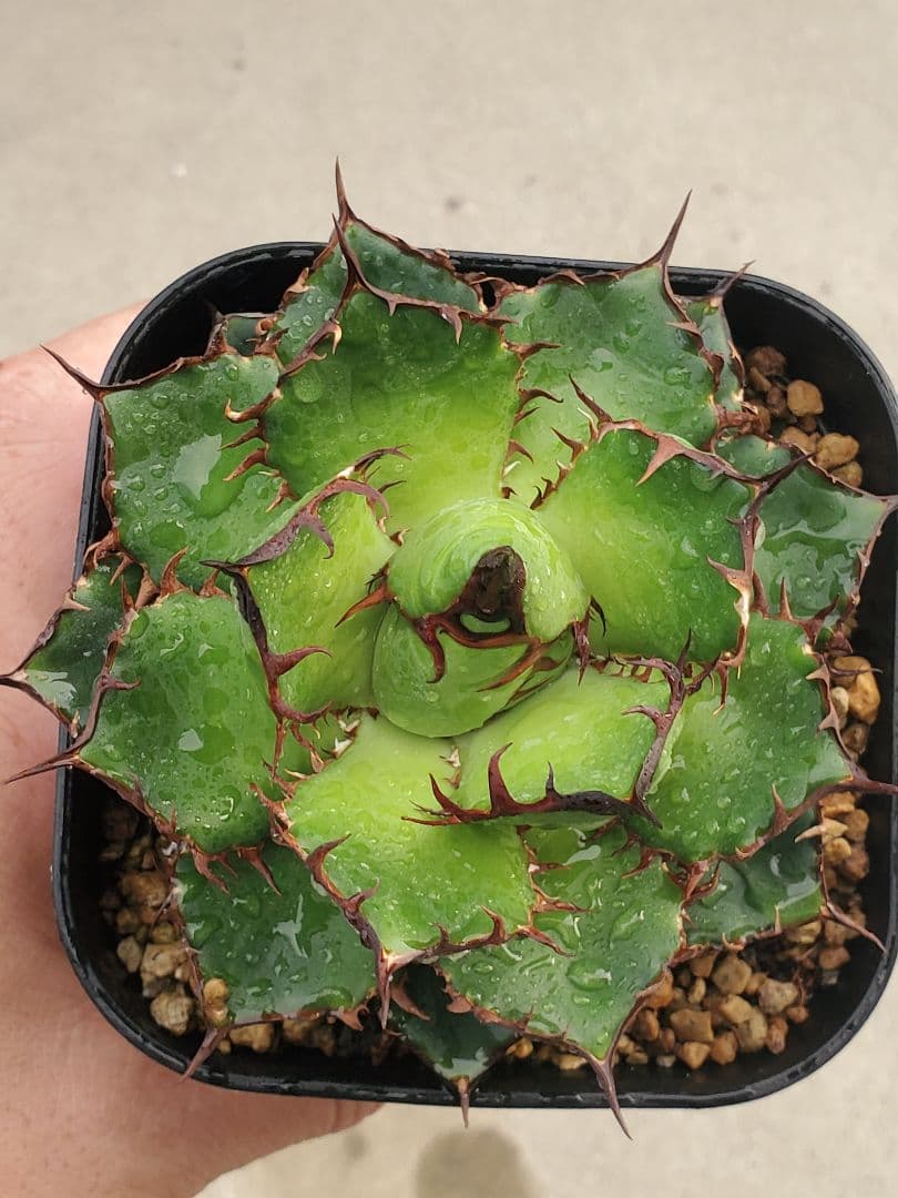 アガベ　エボリ×ホリダ　ハイブリッド　エボリホリダ　エボリスピナ　ホリダ