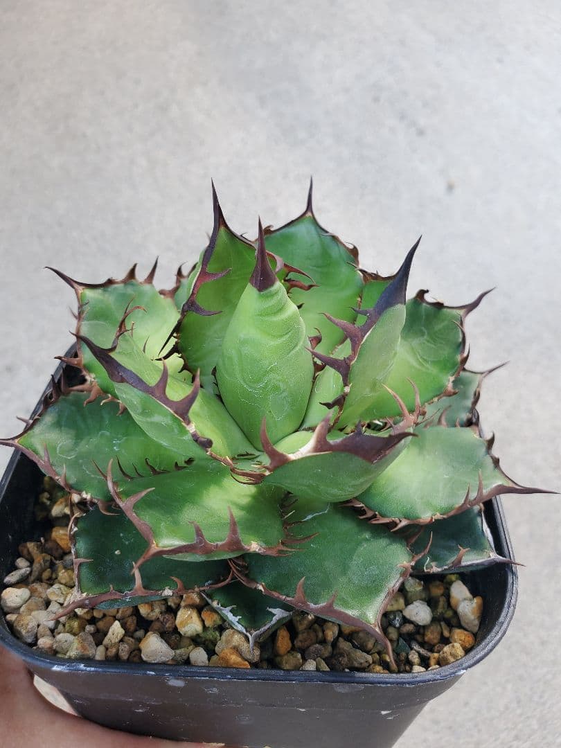 アガベ　エボリ×ホリダ　ハイブリッド　エボリホリダ　エボリスピナ　ホリダ