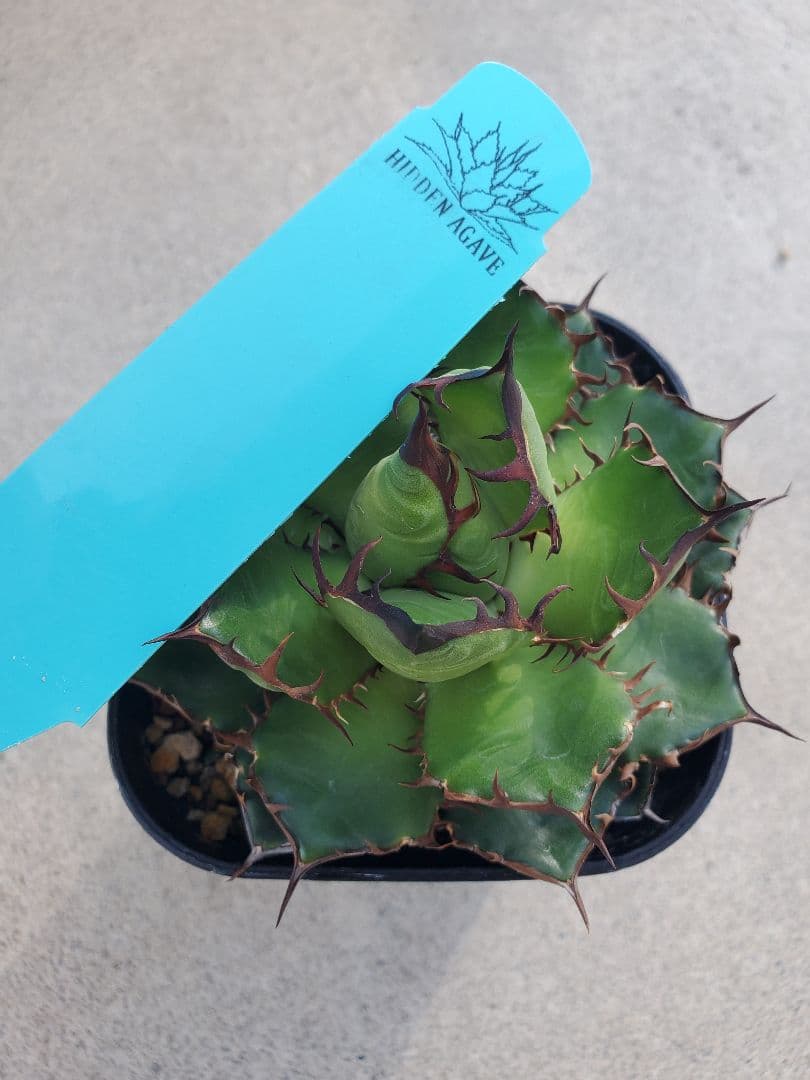 アガベ　エボリ×ホリダ　ハイブリッド　エボリホリダ　エボリスピナ　ホリダ