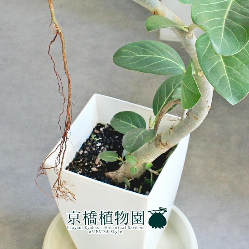 【現品】フィカス・ベンガレンシス　曲がり　8号　白角鉢　（2）