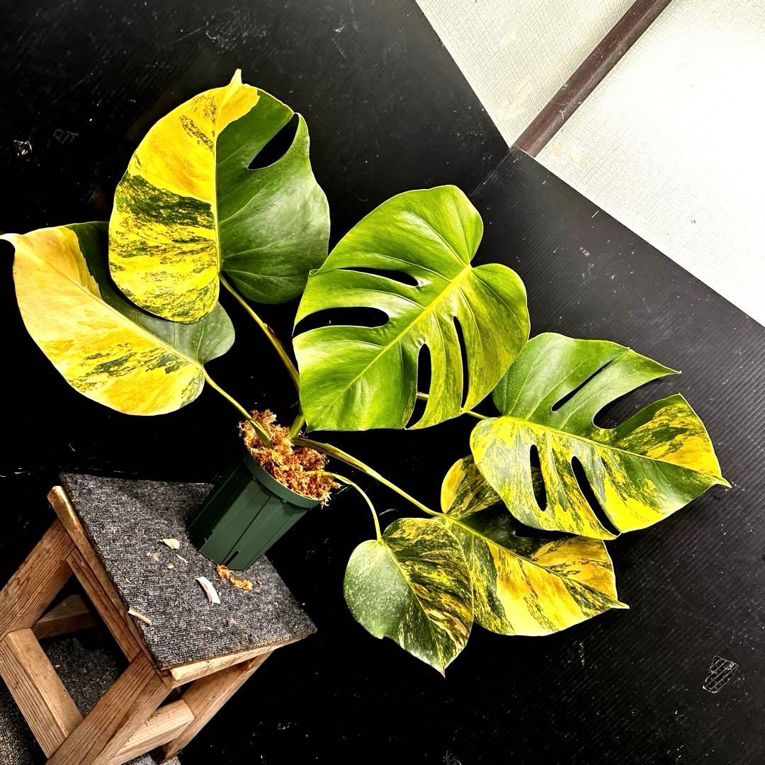 超*✿様 斑入りモンステラボルシギアナオーレア黄斑50㎝鉢植え/検索→イエローマ