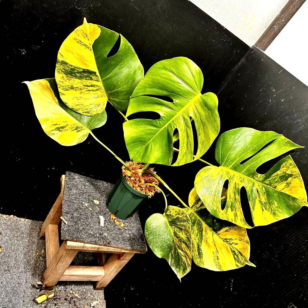 超*✿様 斑入りモンステラボルシギアナオーレア黄斑50㎝鉢植え/検索→イエローマ