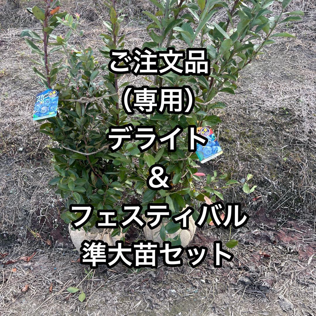 ご注文品　デライト＆フェスティバル　準大苗セット　ブルーベリー苗