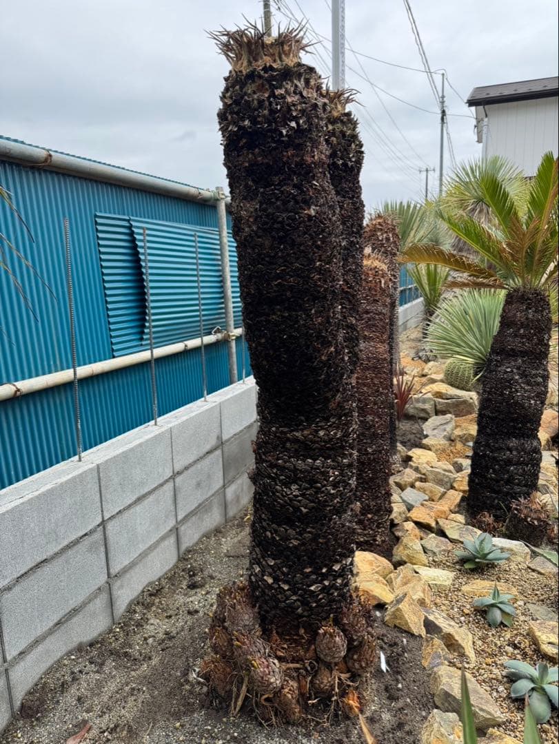 ソテツ　ダブルヘッド