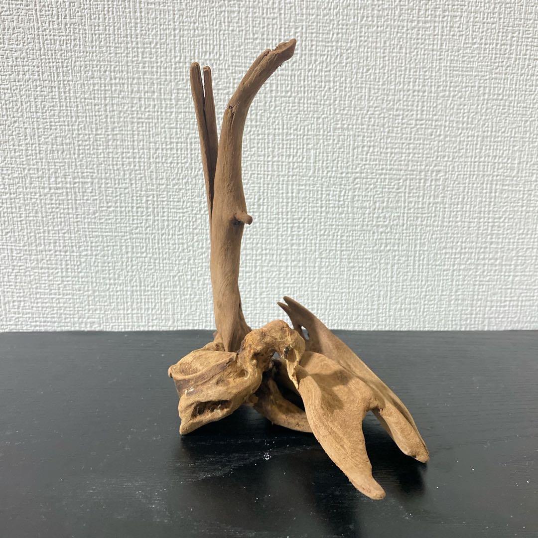 マングローブレイアウト2点付き水槽セット