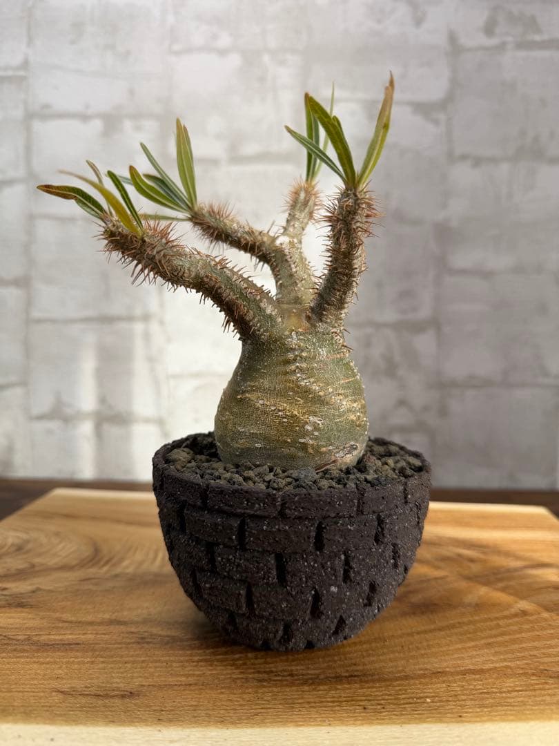 パキポディウム　グラキリス　発根済み