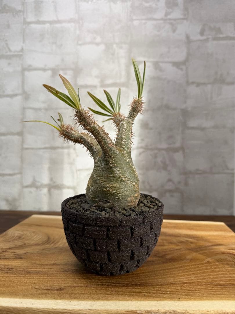 パキポディウム　グラキリス　発根済み